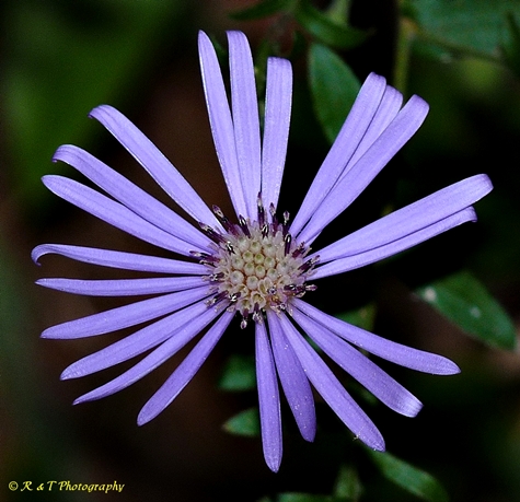 {Symphyotrichum georgianum}